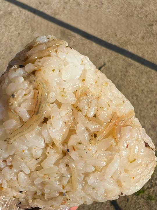 Yuzu sansho onigiri with tiny sardines at KYOTO ONIMARU, an onigiri (rice ball) shop in Kyoto