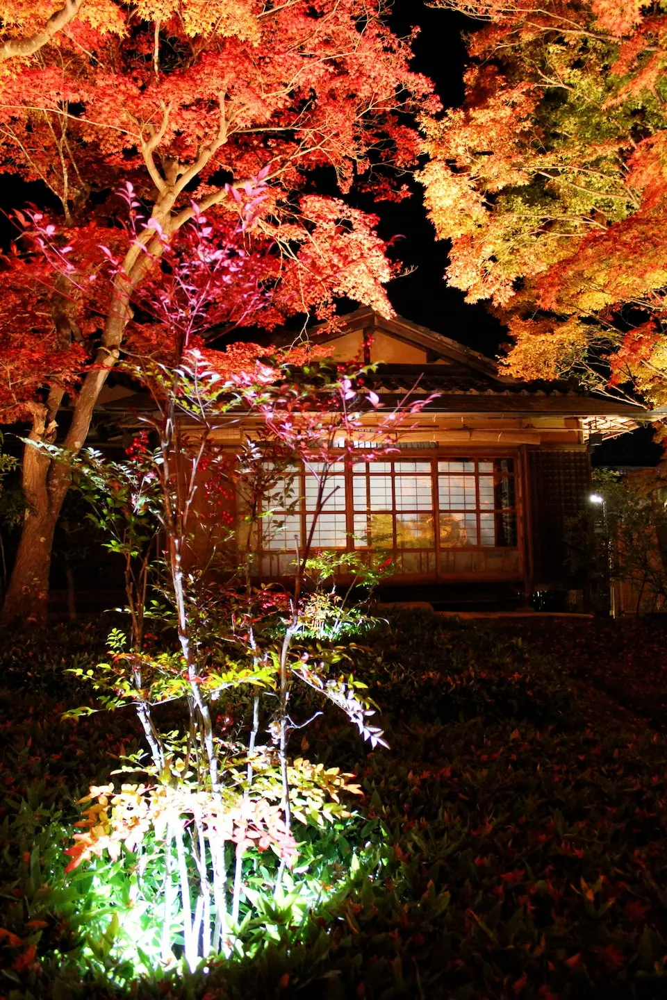 Nighttime autumn illumination at Hogon-in Temple, creating a magical scene in Arashiyama, Kyoto