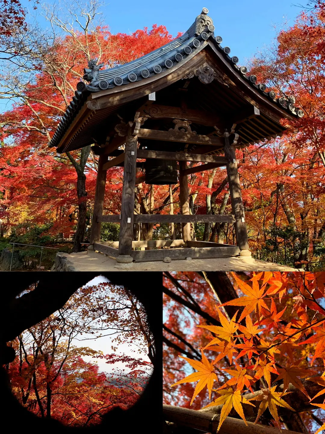 Autumn morning at Jojakkoji Temple with vibrant maple trees, Arashiyama, Kyoto