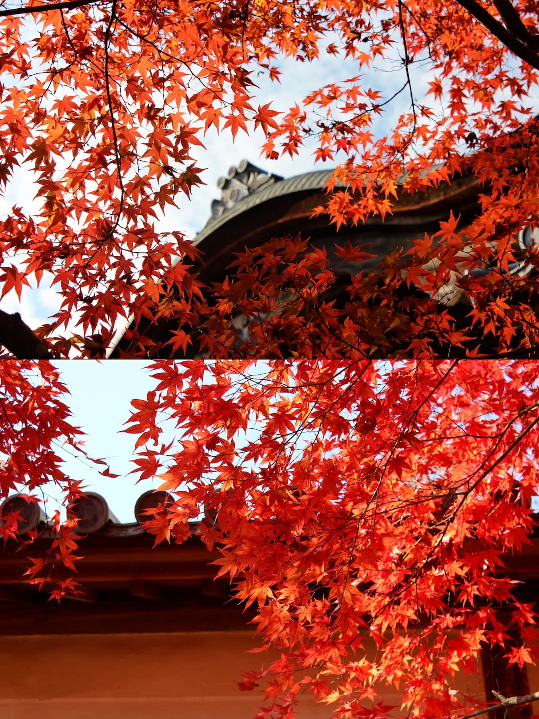 Autumn sunlight illuminating the courtyard of Nisonin Temple, Arashiyama, Kyoto