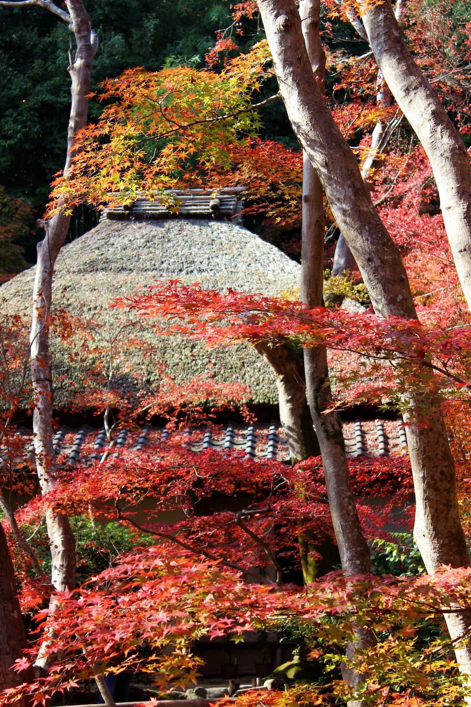 Gio-ji Temple covered in moss and autumn leaves, creating a serene atmosphere in Arashiyama, Kyoto