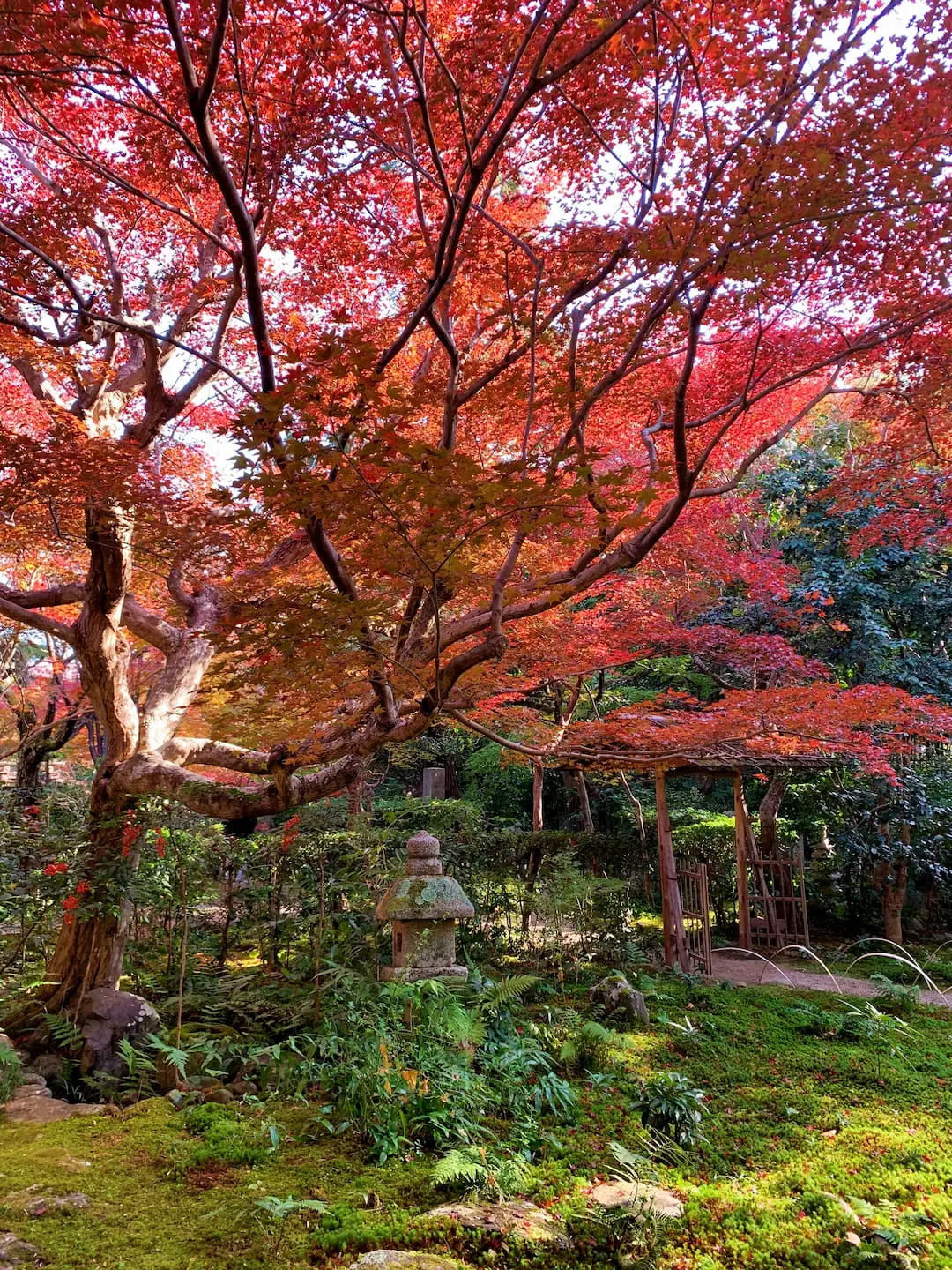Enrian Temple’s picturesque garden during autumn, showcasing a peaceful setting in Arashiyama, Kyoto