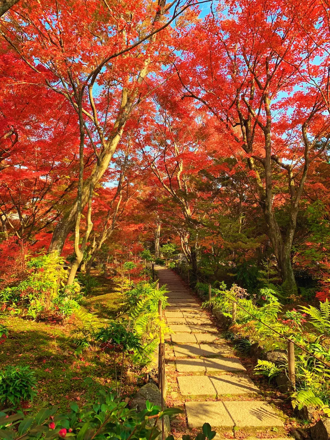 Hokyo-in Temple’s garden with a canopy of maple trees in autumn, Arashiyama, Kyoto